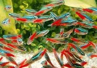 Neon tetra 10 voor €12.50, Dieren en Toebehoren, Vis, Zoetwatervis, Schoolvis