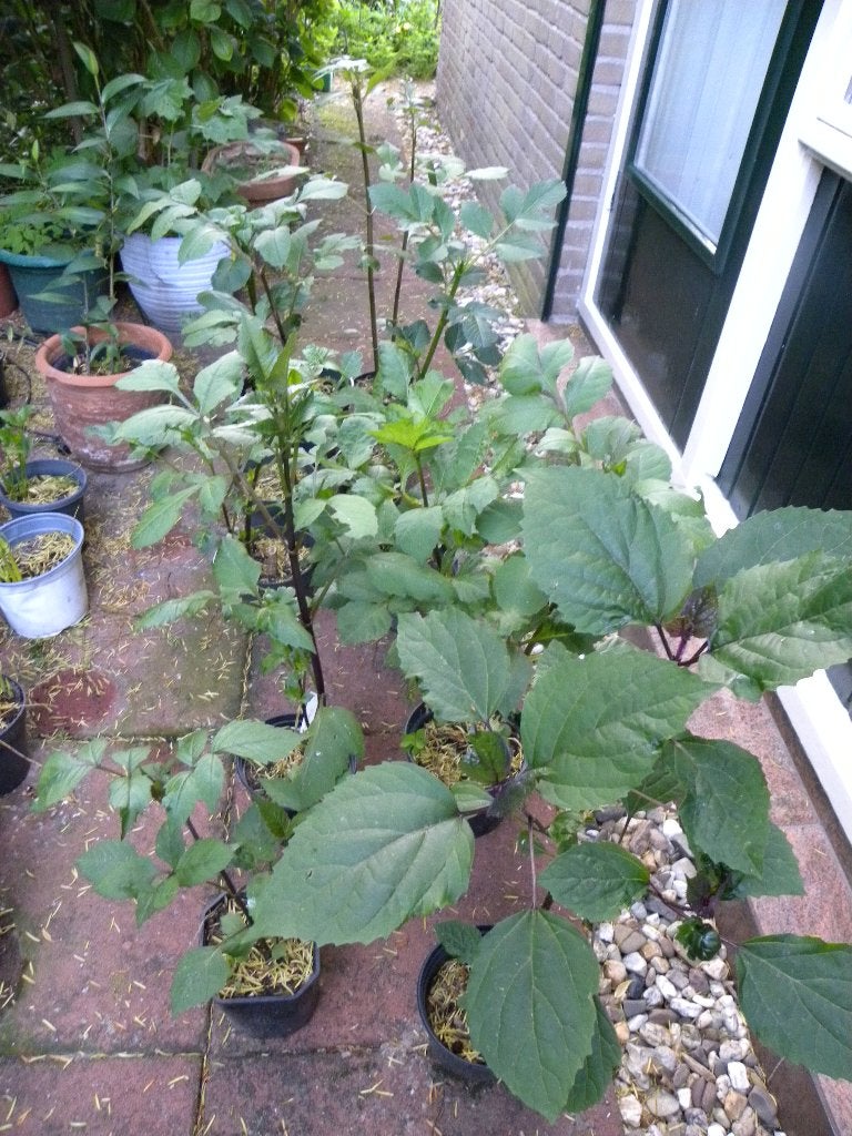 9+1 DAHLIAS IN POT., Tuin en Terras, Vaste plant, Halfschaduw, Zomer, Ophalen