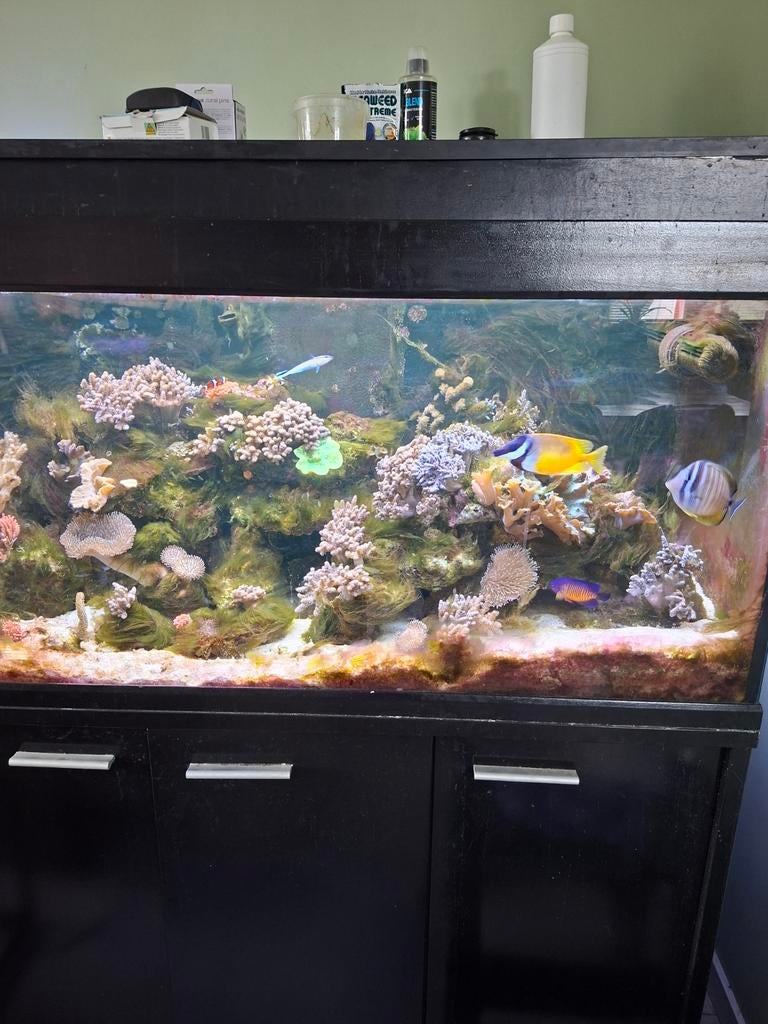 Zoutwater aquarium, Vis