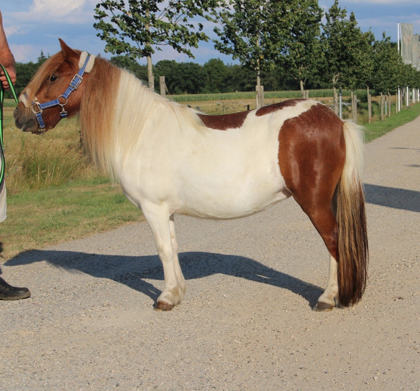 te koop super gave betuigde vosbonte shetlander merrie, Dieren en Toebehoren, ., Merrie, ., .