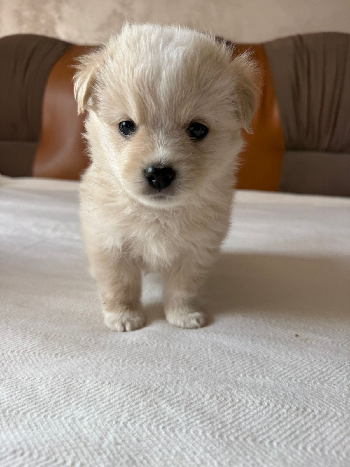 Puppys zoeken thuis, Kleinblijvend adoptie, Dieren en Toebehoren, Honden | Niet-rashonden, Particulier, Reu, 8 tot 15 weken, Buitenland