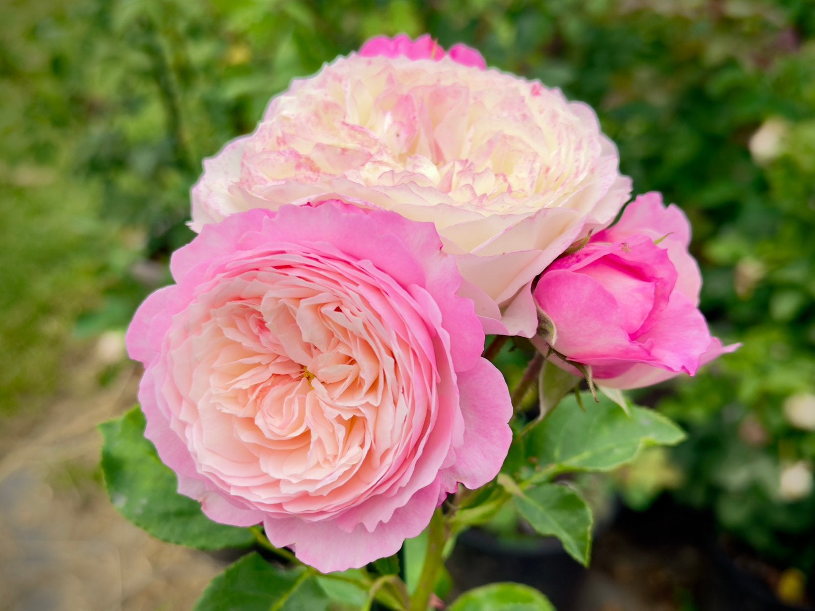 David Austin wedding rose Constance (Austruss) in 5L pot, Ophalen of Verzenden, Volle zon