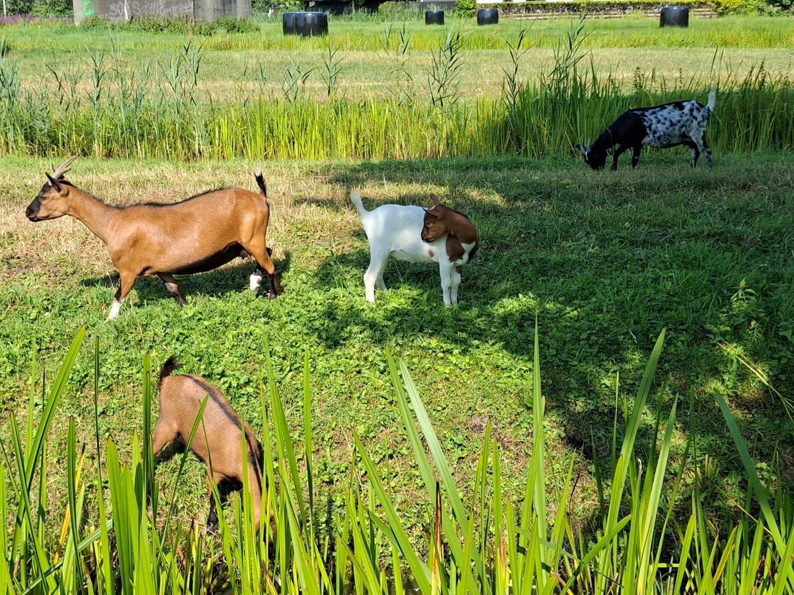 Mooie DWERGGEIT lam te koop, maart 2026, Dieren en Toebehoren, Vrouwelijk, Geit, 0 tot 2 jaar