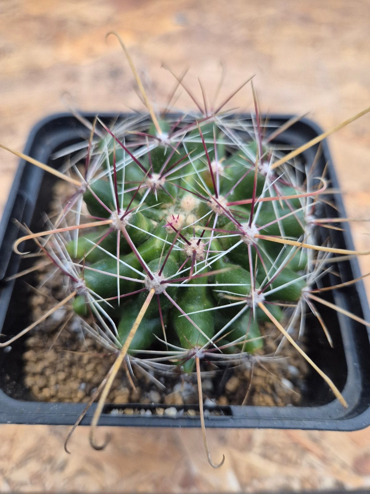 Ferocactus Hamatacanthus p10, Huis en Inrichting, Kamerplanten, Ophalen of Verzenden, Halfschaduw, Minder dan 100 cm