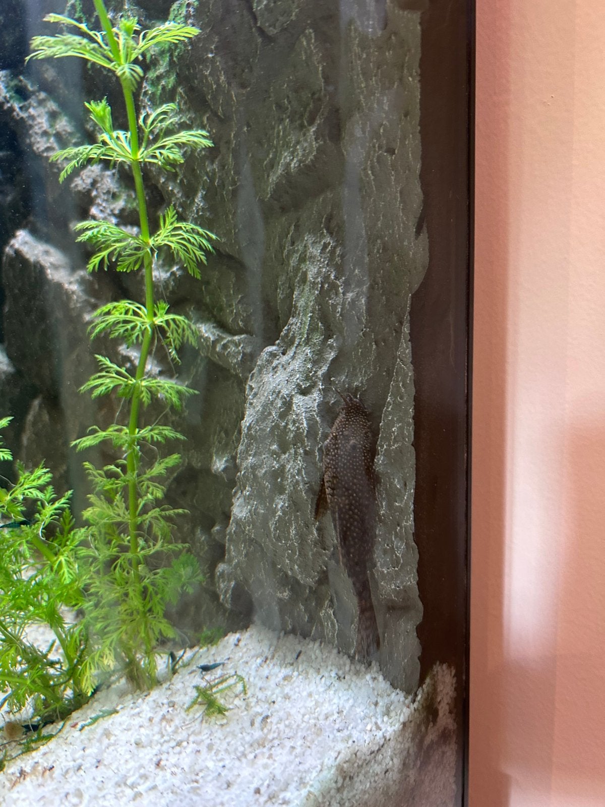 Gratis brustlenose pleco 2x, Dieren en Toebehoren, Vis
