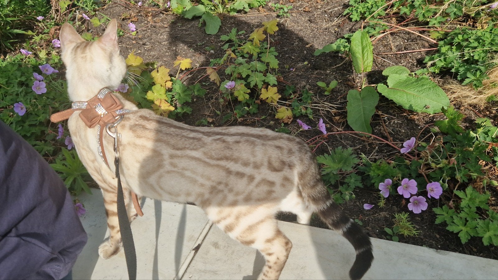 Bengaal poes, Dieren en Toebehoren, Katten en Kittens | Raskatten | Korthaar, Kater, Met stamboom, 0 tot 2 jaar