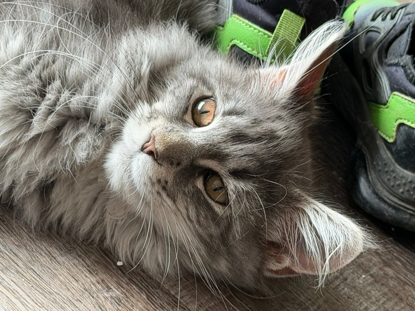 Laatste maine coon xxl “kitten”  russische lijnen poesje, Poes, Gechipt, 0 tot 2 jaar