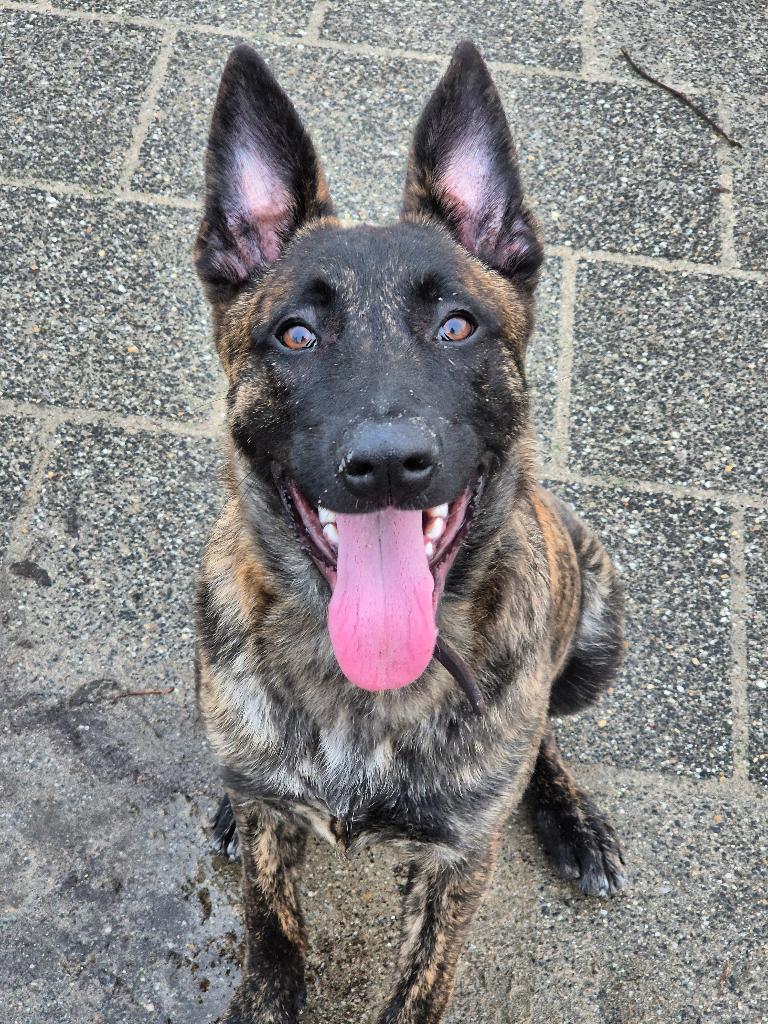 Baasje gezocht voor lieve en energieke Jack (2 jr), Parvo, Reu, 1 tot 2 jaar, Eén hond