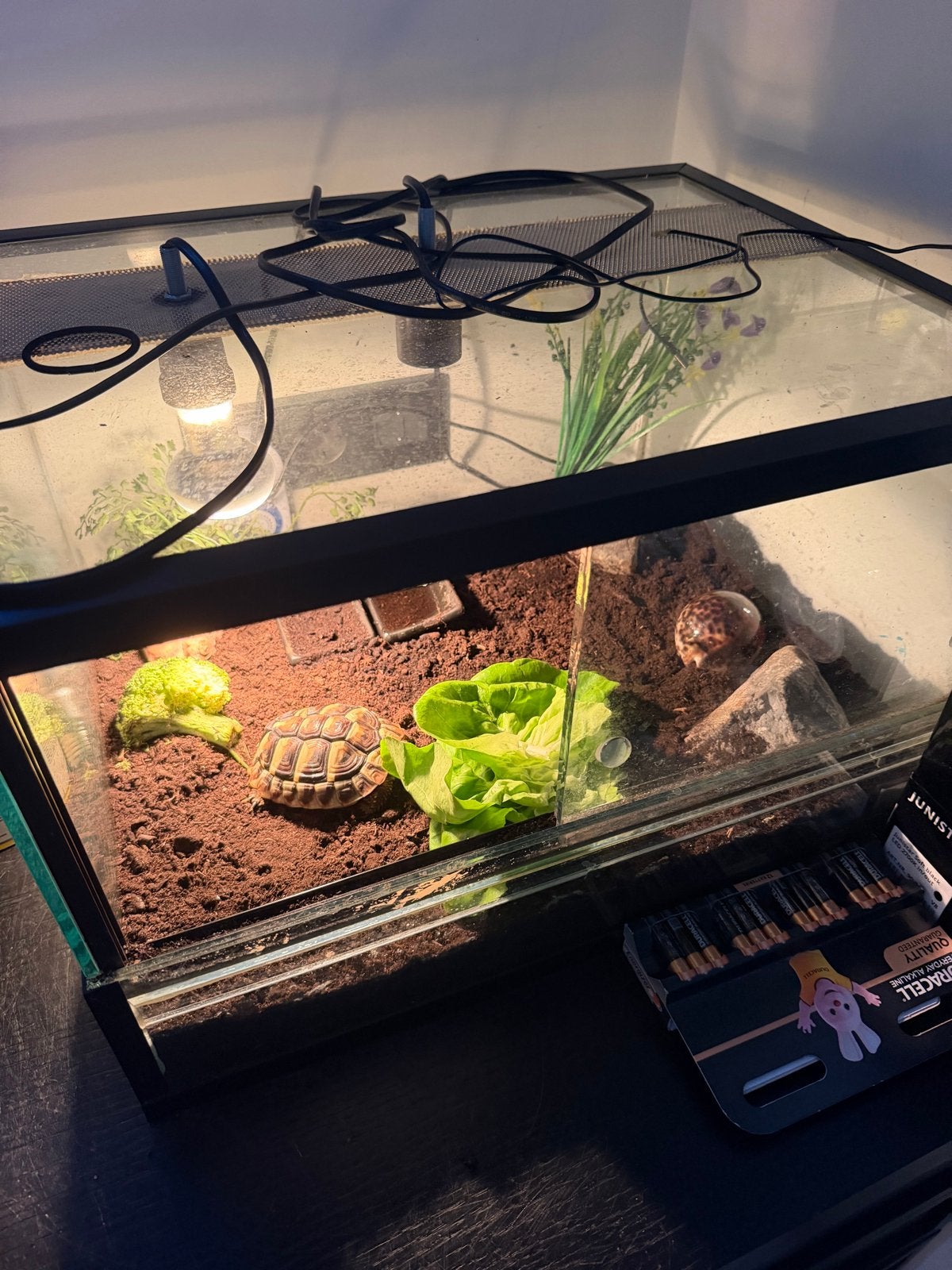 Landschildpad met terrarium gratis