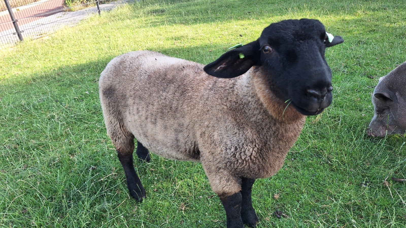 Suffolk schaap dekram, Mannelijk, Schaap