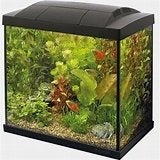 sf start 50 tropical kit zwart €79,95, Dieren en Toebehoren, Vissen | Aquariumvissen, Vis, Zoetwatervis