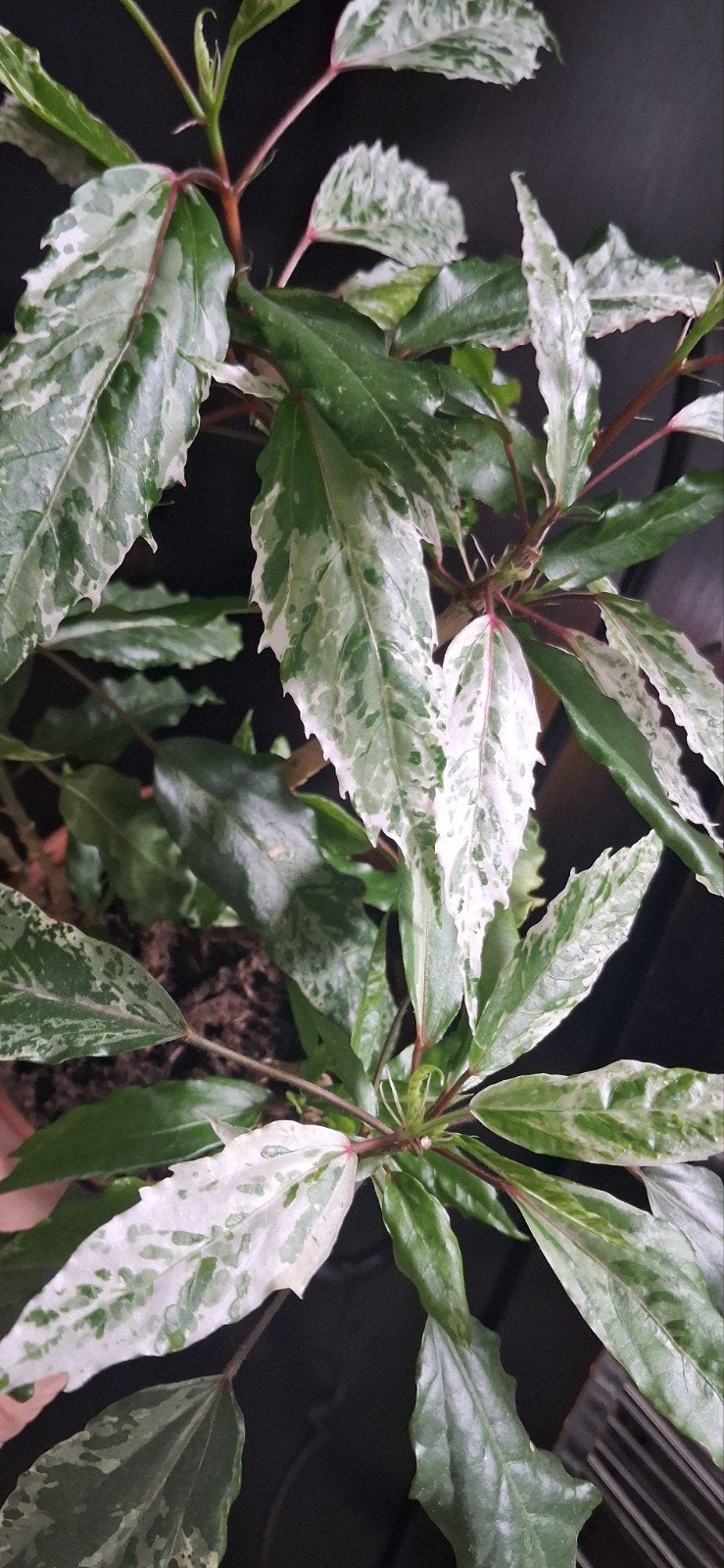 Hibiscus plant (Chinese Roos) -, Ophalen, Halfschaduw, Minder dan 100 cm