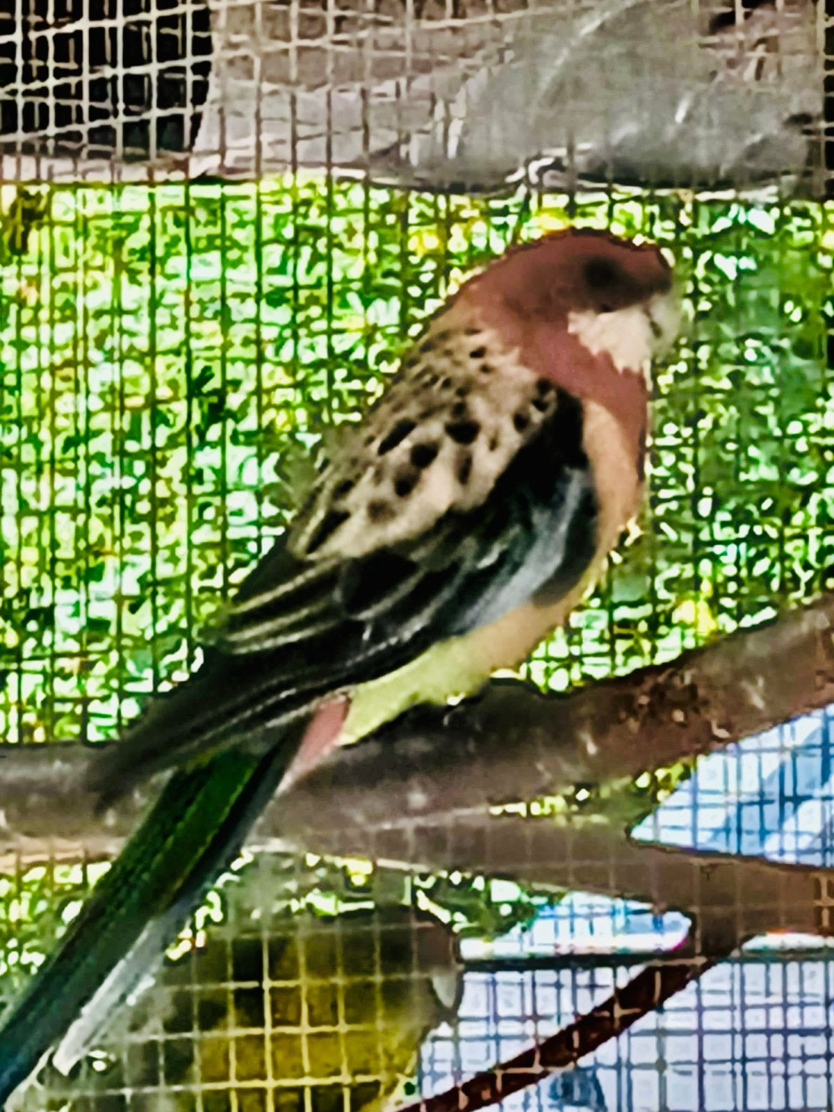 Te koop Rosella paartje., Meerdere dieren, Parkiet, Geringd