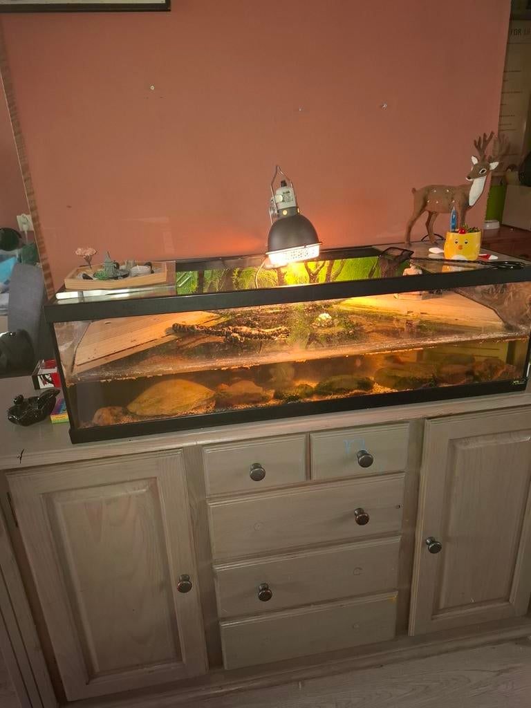 2 muskusschilpadden, Dieren en Toebehoren, Reptielen en Amfibieën | Toebehoren, Ophalen, Zo goed als nieuw, Terrarium of Paludarium