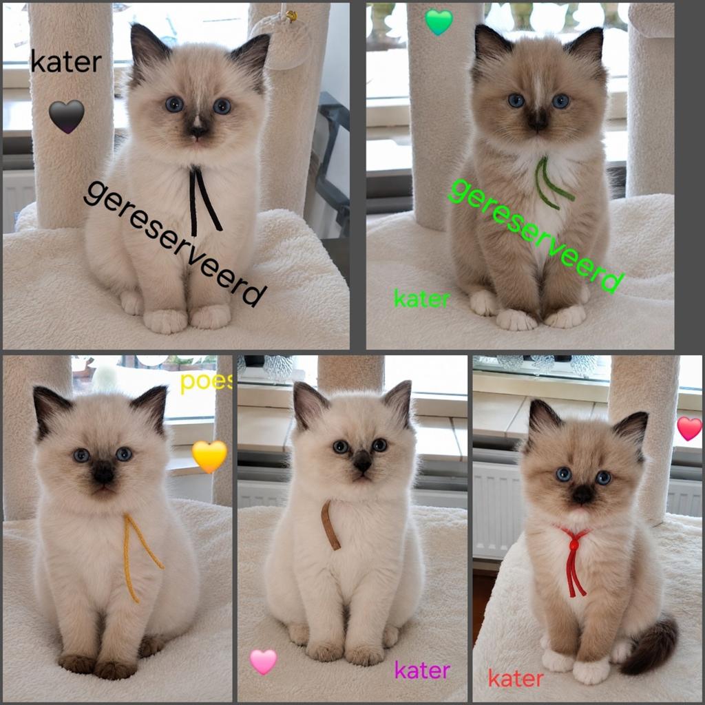 5 Schattige Ragdoll Kittens, Meerdere dieren, Ontwormd, 0 tot 2 jaar
