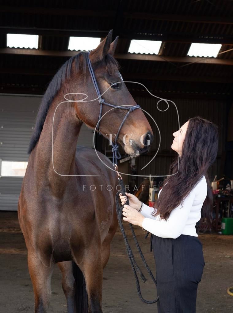 4 jarige merrie, Dieren en Toebehoren, Paarden, Merrie, Met stamboom, Dressuurpaard, 3 tot 6 jaar