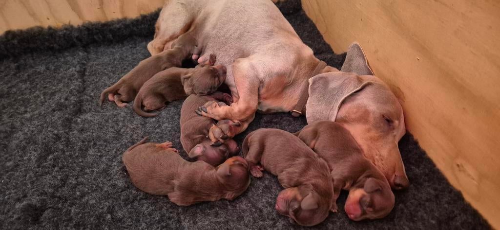 Choco tan dwergteckel pups, 8 tot 15 weken, Korthaar, Dwerg, Meerdere