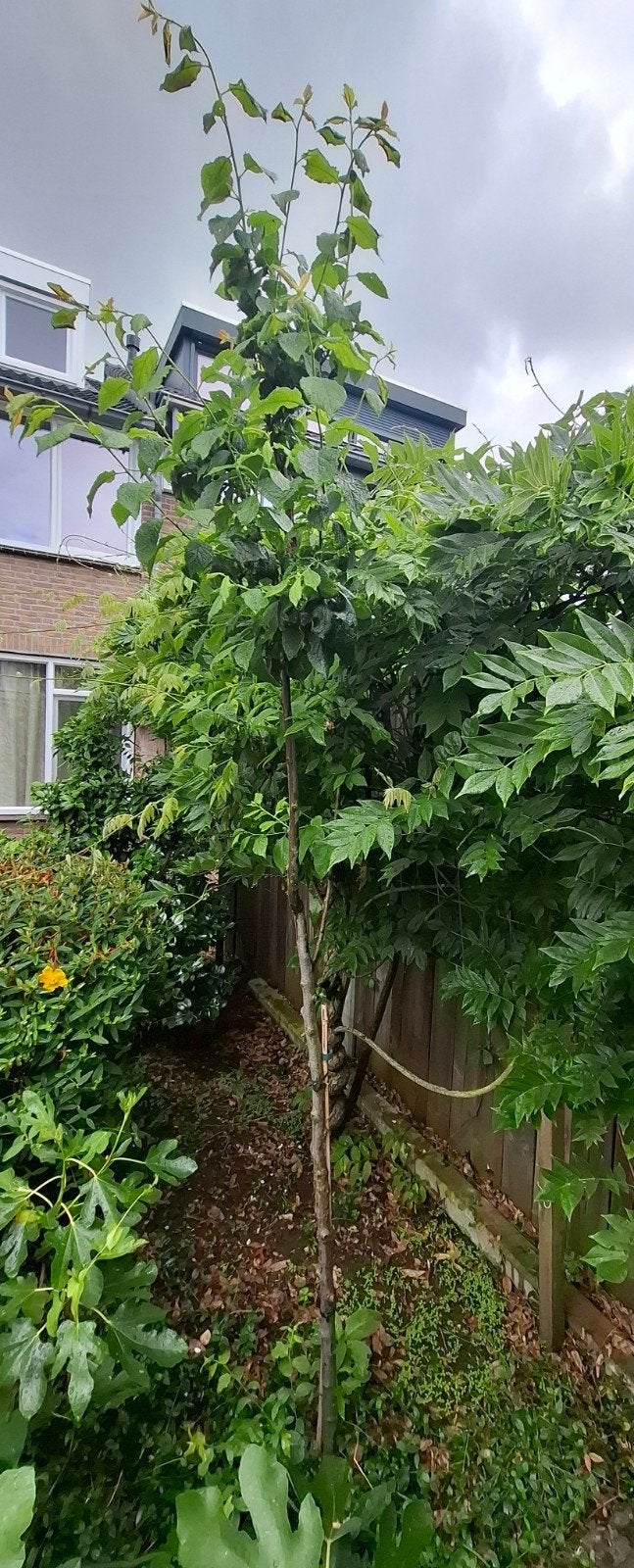 Moerbes boompje, Lente, 250 tot 400 cm, Volle zon, In pot
