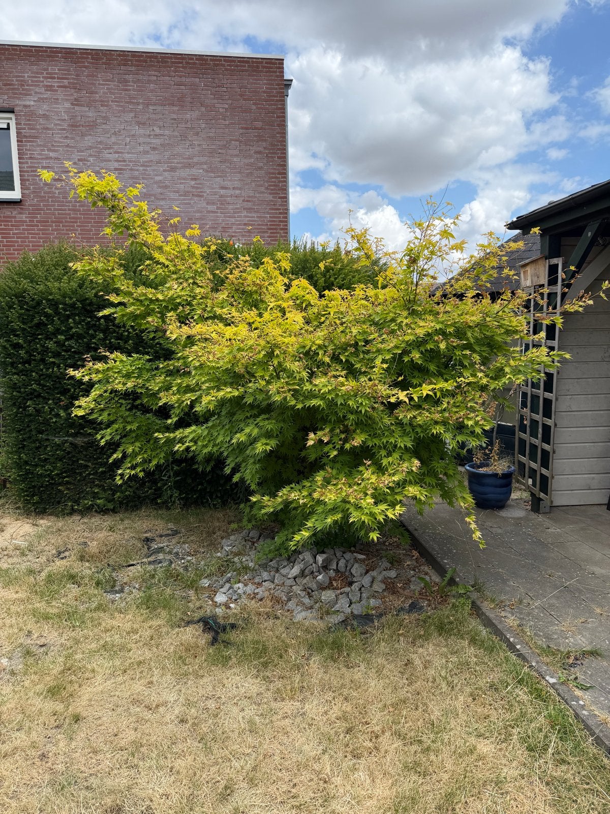 Japanse Esdoorn (Acer palmatum) - Prachtige Tuinplant, Tuin en Terras, Volle zon, Vaste plant, Bloeit niet, Ophalen