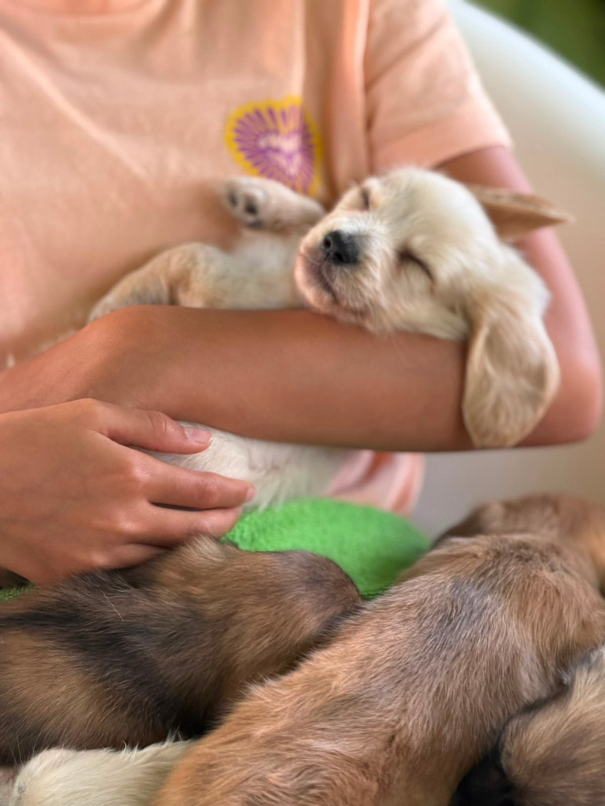 Cream Dwerg Teckel Pup REU Hollywood teckel (cream), Dieren en Toebehoren, België, Fokker | Hobbymatig, Dwerg, Langhaar