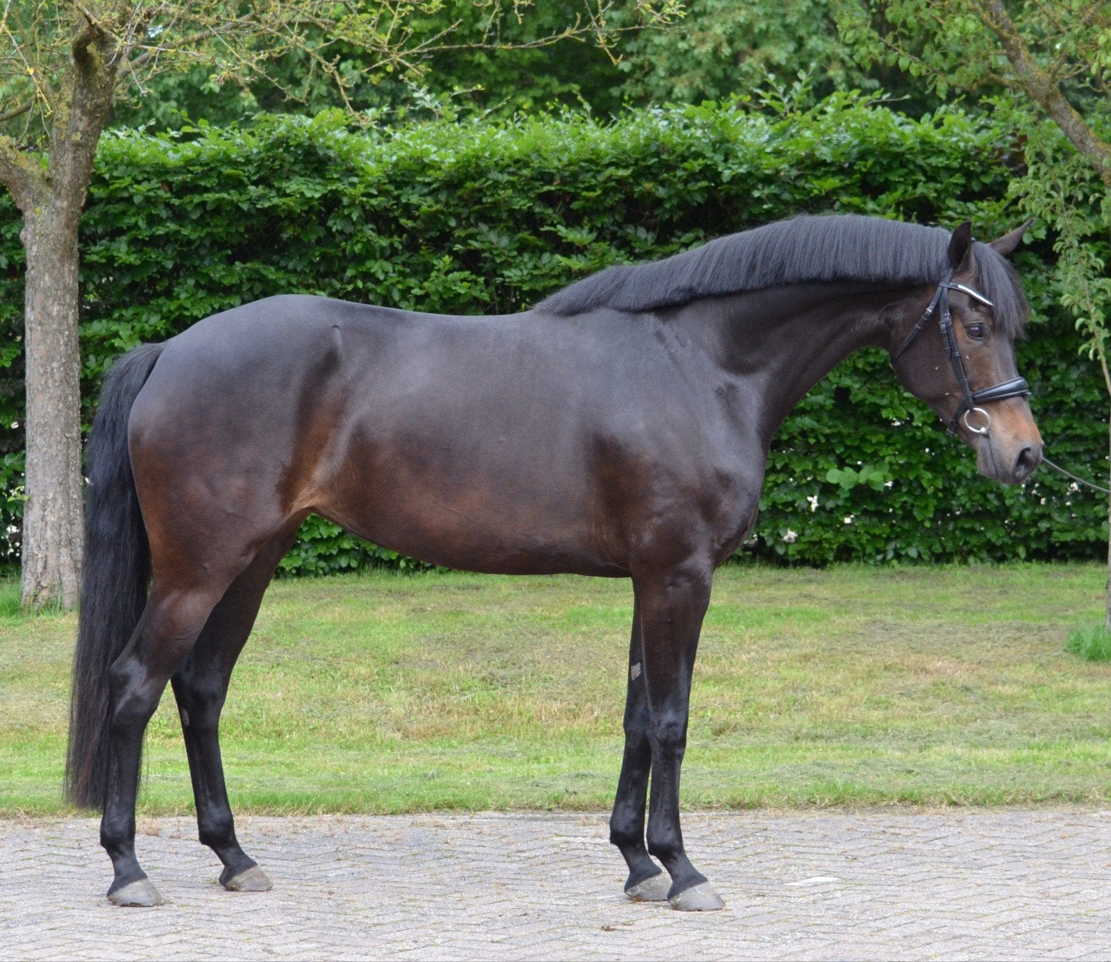 7 jarige merrie Van Gogh, Dieren en Toebehoren, Merrie, Dressuurpaard, 7 tot 10 jaar, 165 tot 170 cm