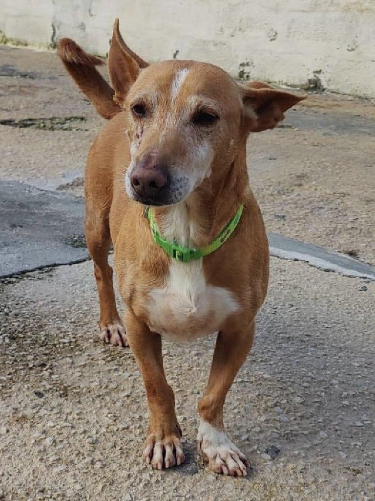 ACE: Suso is erg sociaal en lief met andere honden, Dieren en Toebehoren, 6 jaar of ouder, Particulier, Reu, Buitenland