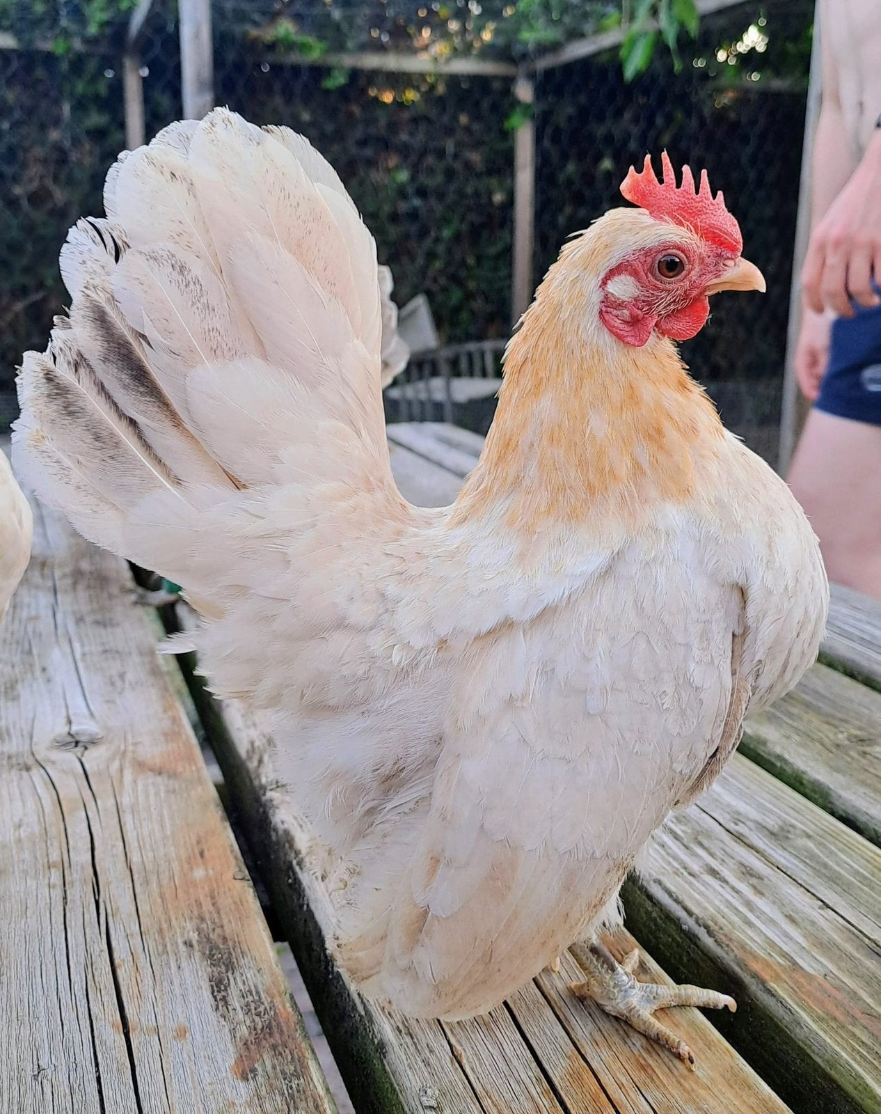 Serama hen, Dieren en Toebehoren, Pluimvee, Vrouwelijk, Kip