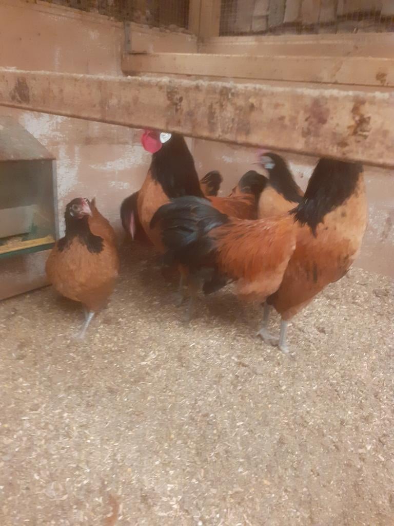 Broed eieren vorwerk kriel, Dieren en Toebehoren, Pluimvee, Geslacht onbekend, Kip