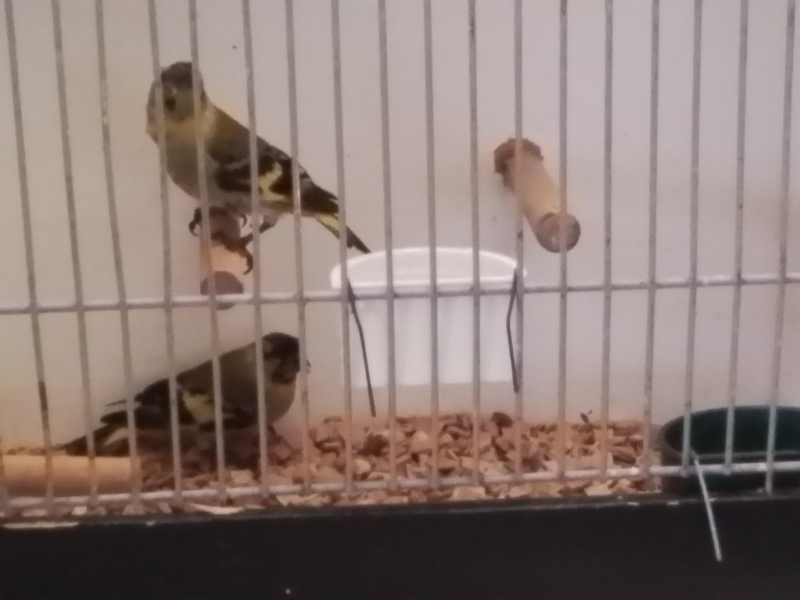 Te koop, 3  jonge zwartkopsijsjes, Dieren en Toebehoren, Mannelijk