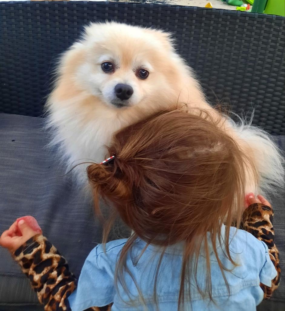 Honden oppas aangeboden 🐶 huiselijke kring hondenoppas