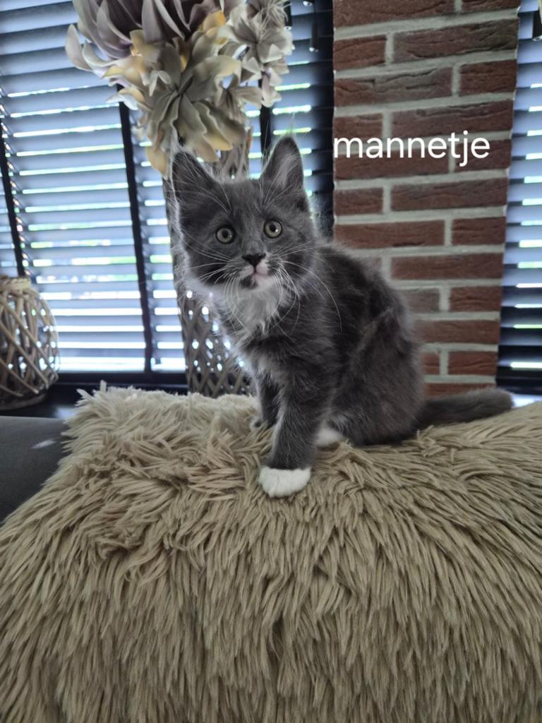 100%Mainecoon raszuiver, Meerdere dieren, Gechipt, 0 tot 2 jaar
