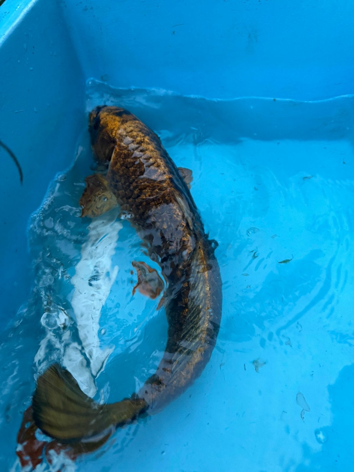 Kin Kabuto koi, Karper of Koi