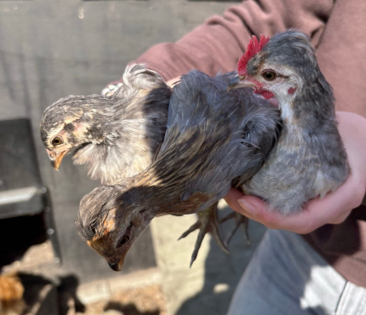 Trio krielkippen grijs, Dieren en Toebehoren, Pluimvee, Meerdere dieren, Kip