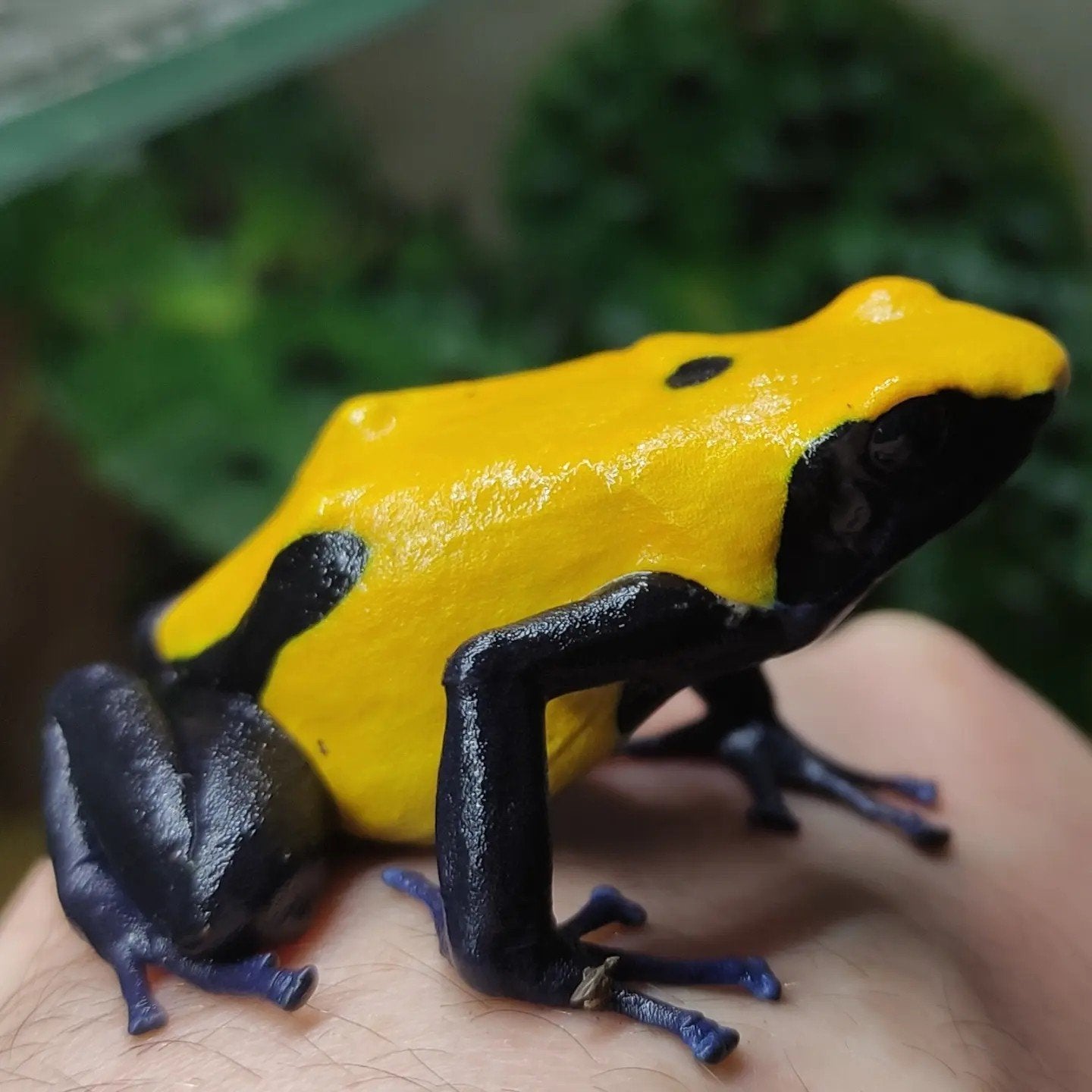 Dendrobates tinctorius Citronella'