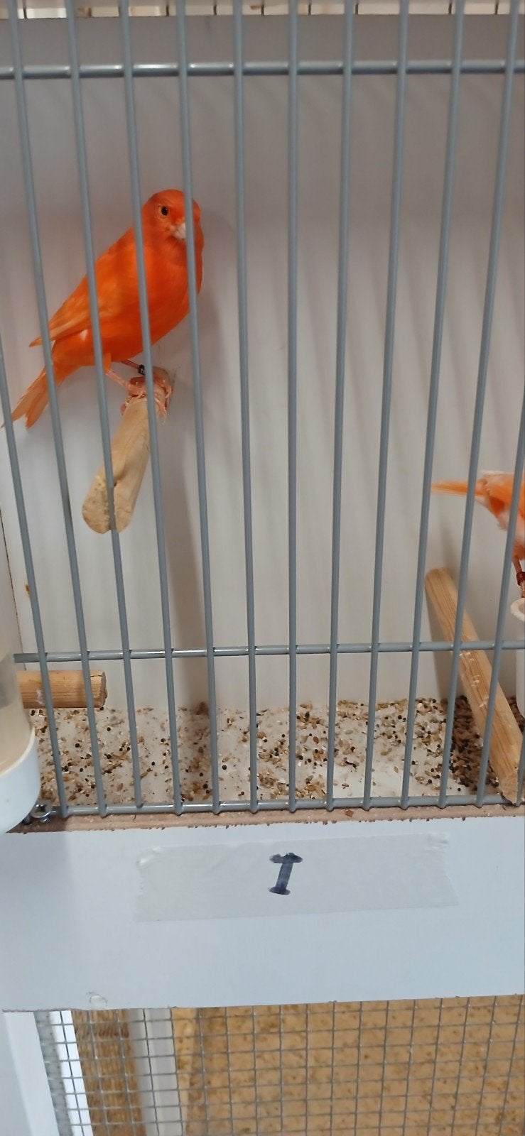 kanaries, Dieren en Toebehoren, Meerdere dieren, Kleurkanarie