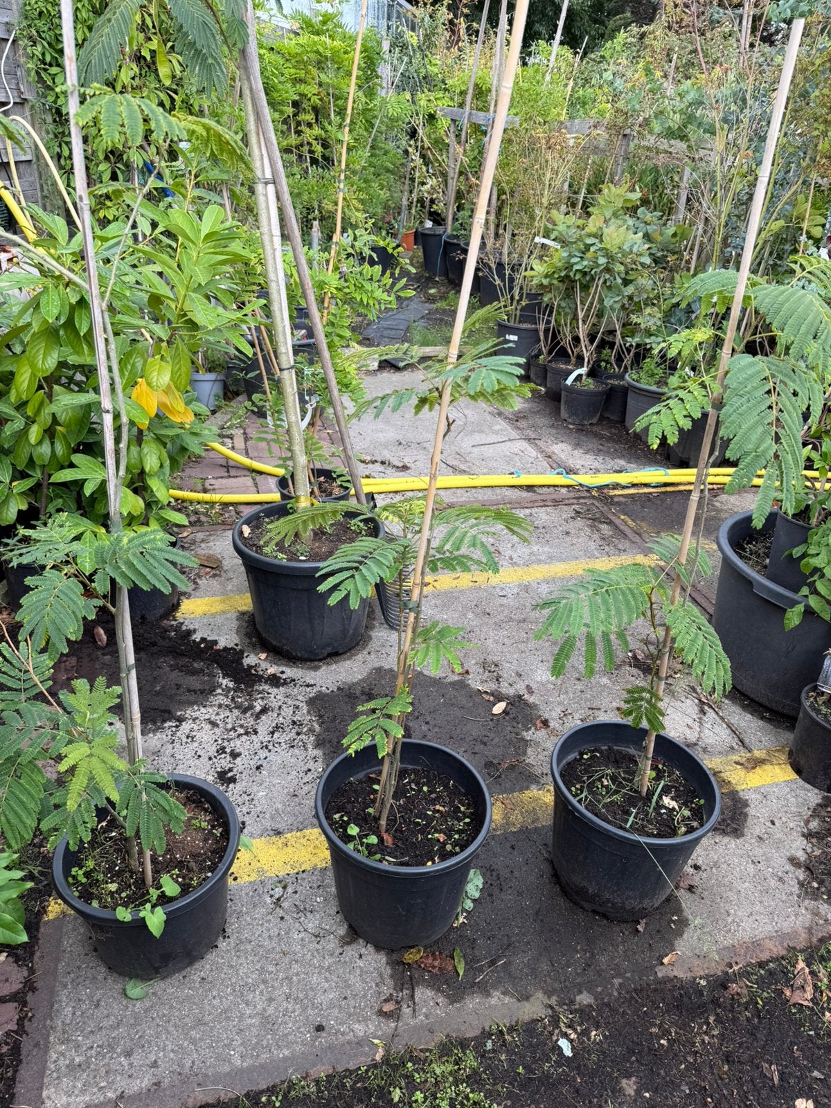 Slaap boompjes mooie struikjes kleur roze prijs 19,95, Volle zon, Vaste plant, Zomer, Ophalen