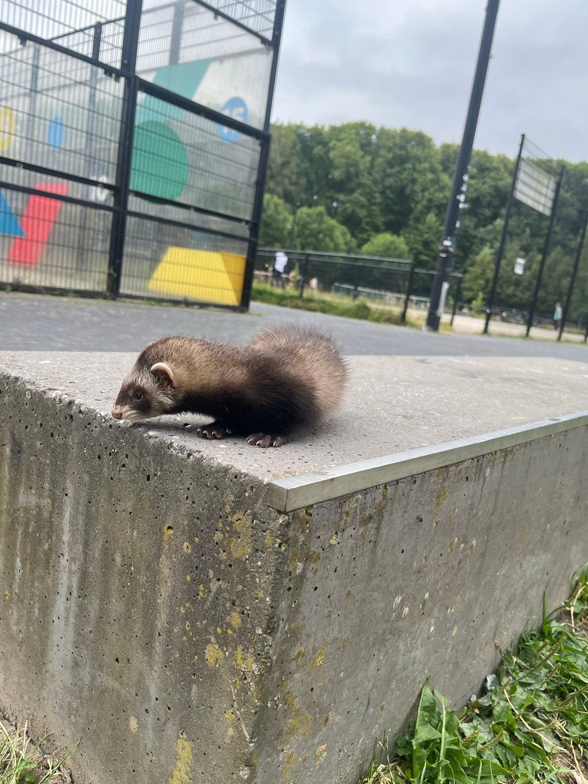 Frette 8 weeken, Dieren en Toebehoren, Overige Dieren, Mei, Vrouwelijk