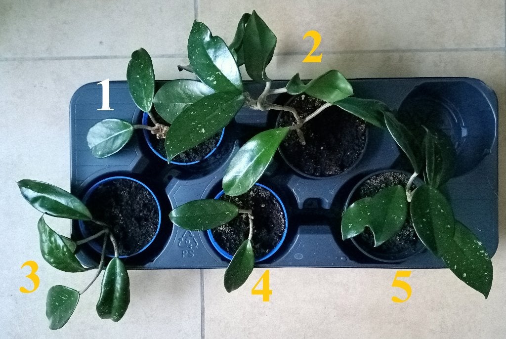 Gewortelde stekjes van Hoya carnosa, In pot, Minder dan 100 cm, Bloeiende kamerplant, Halfschaduw