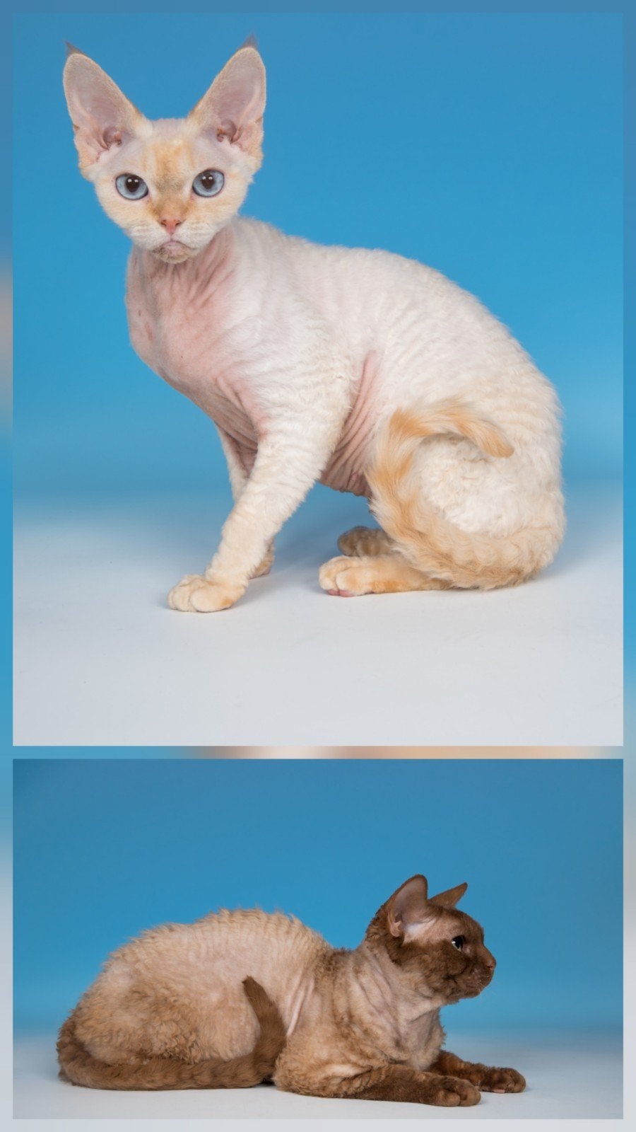 Devon rex 3 kattertjes kittens blauwe ogen, Kater, Met stamboom, 0 tot 2 jaar