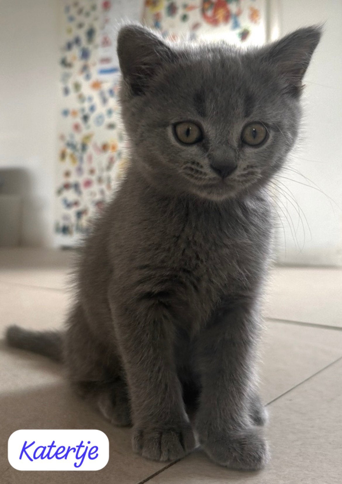 Britse korthaar kittens, Meerdere dieren, Ontwormd, 0 tot 2 jaar