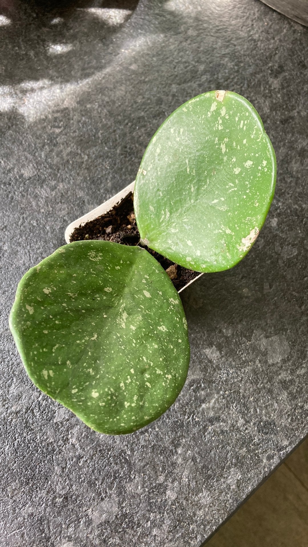 Hoya Obovata splash, Huis en Inrichting, Kamerplanten, Ophalen of Verzenden, Halfschaduw, Minder dan 100 cm