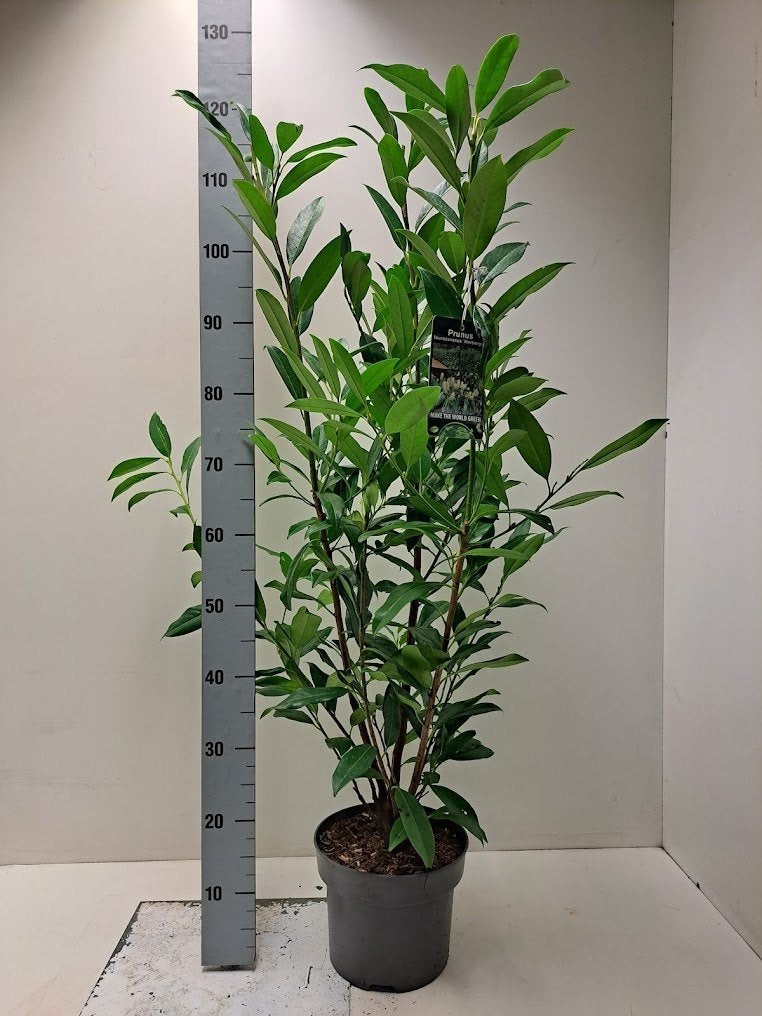 Laurier / Prunus 60-120 Herbergii - Genolia, Tuin en Terras, Planten | Struiken en Hagen, Ophalen, Laurier, 100 tot 250 cm