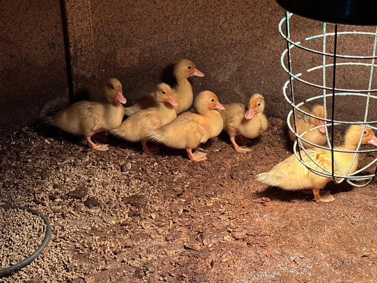 Te koop 15 witte kwakers., Dieren en Toebehoren, Meerdere dieren, Eend