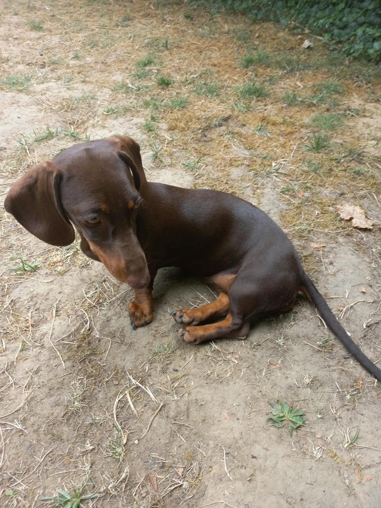 10-Month-Old Brown & Tan Teckel for Sale, Dieren en Toebehoren, België, Standaard, Particulier, 15 weken tot 1 jaar