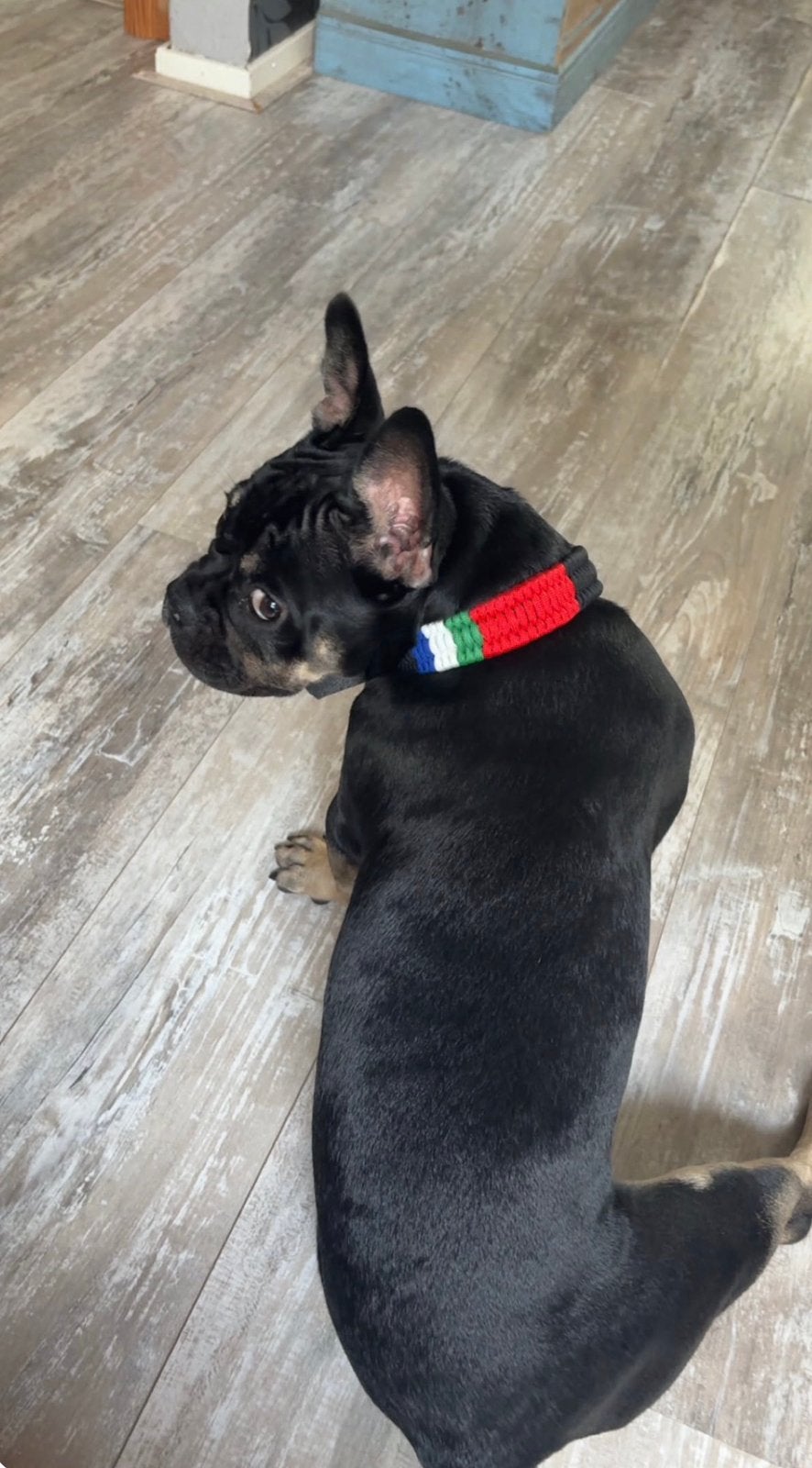 Leren Maluku Hondenhalsband met riem handmade, Dieren en Toebehoren, Ophalen of Verzenden, Handgemaakt, Nieuw