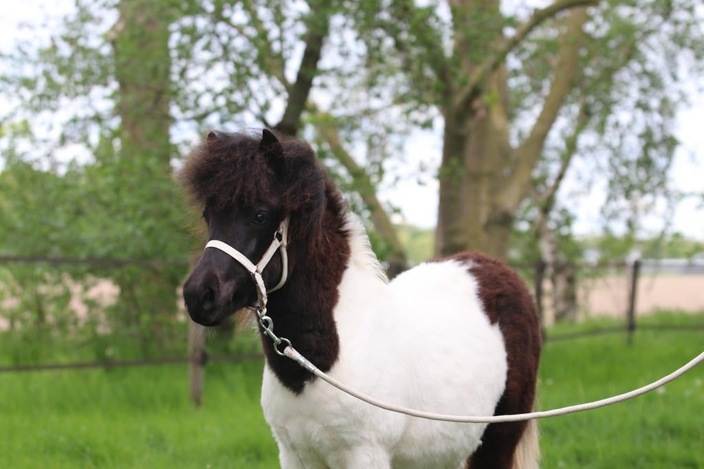 Prachtige grote bonte Shetland merrie en chocolade mini., Merrie, Niet van toepassing, A pony (tot 1.17m), 3 tot 6 jaar