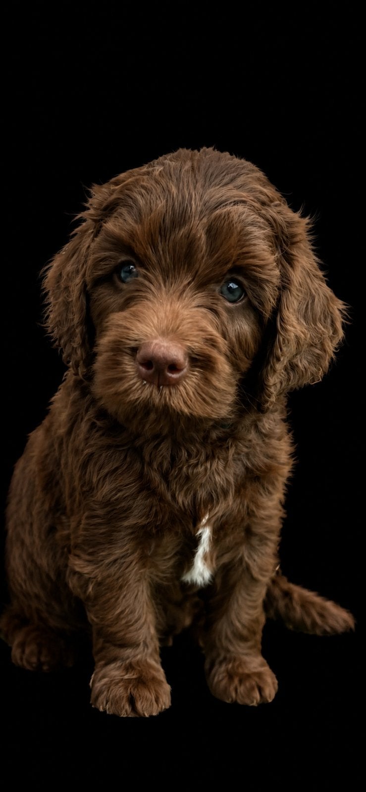 Medium chocolade bruine labradoodles met Australian bloed, Parvo, Overige rassen, 8 tot 15 weken, Meerdere