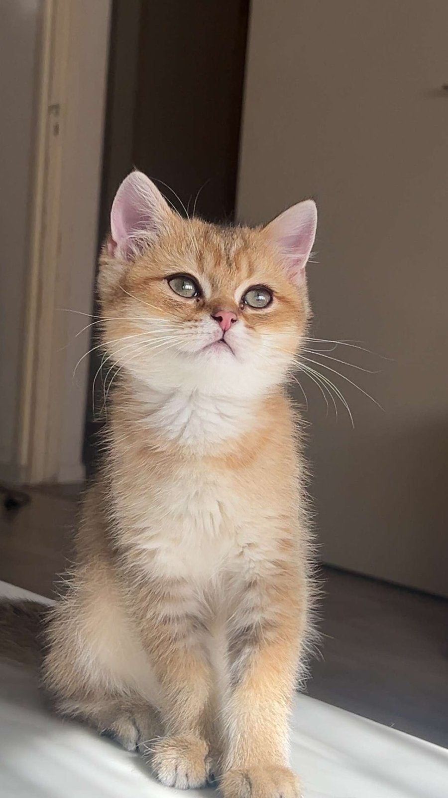 Prachtige Britse Korthaar 4 maanden, Poes, Ontwormd