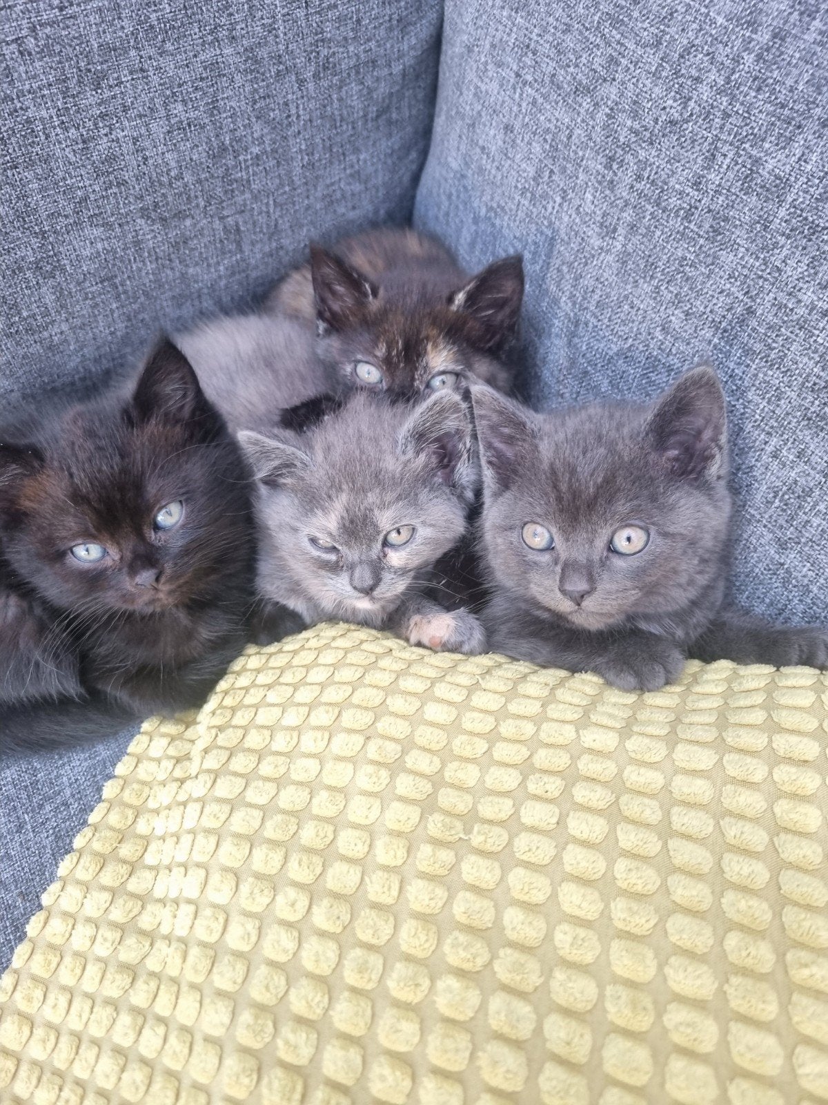 brits korthaar kittens, Meerdere dieren