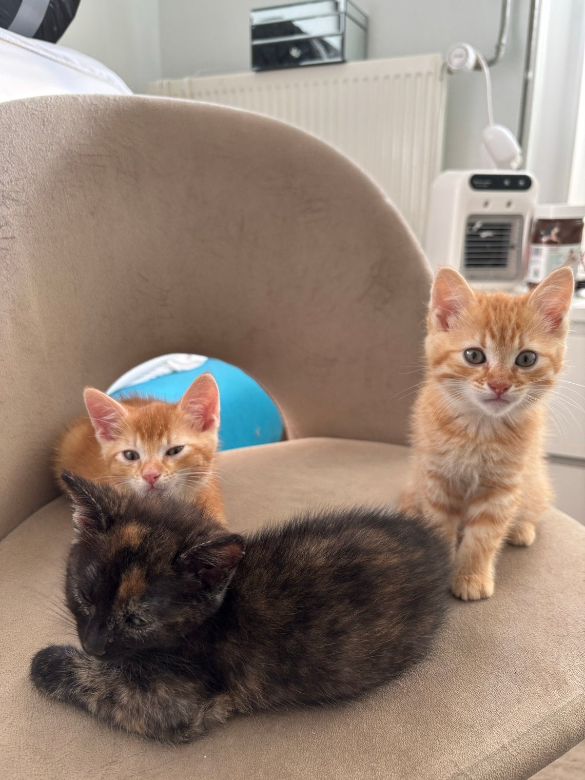 half abbesijn kittens!, Meerdere dieren, Kortharig, 0 tot 2 jaar